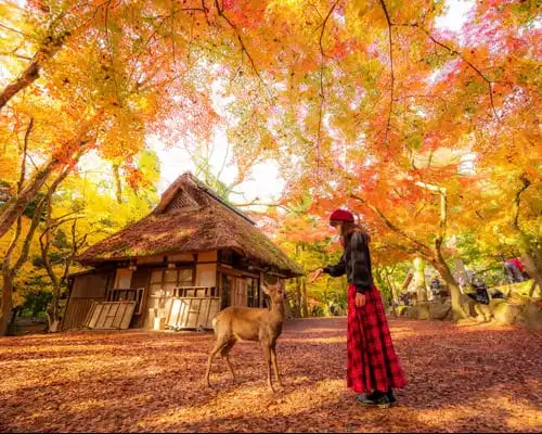 autumn-landscape-in-nara-national-park---japan