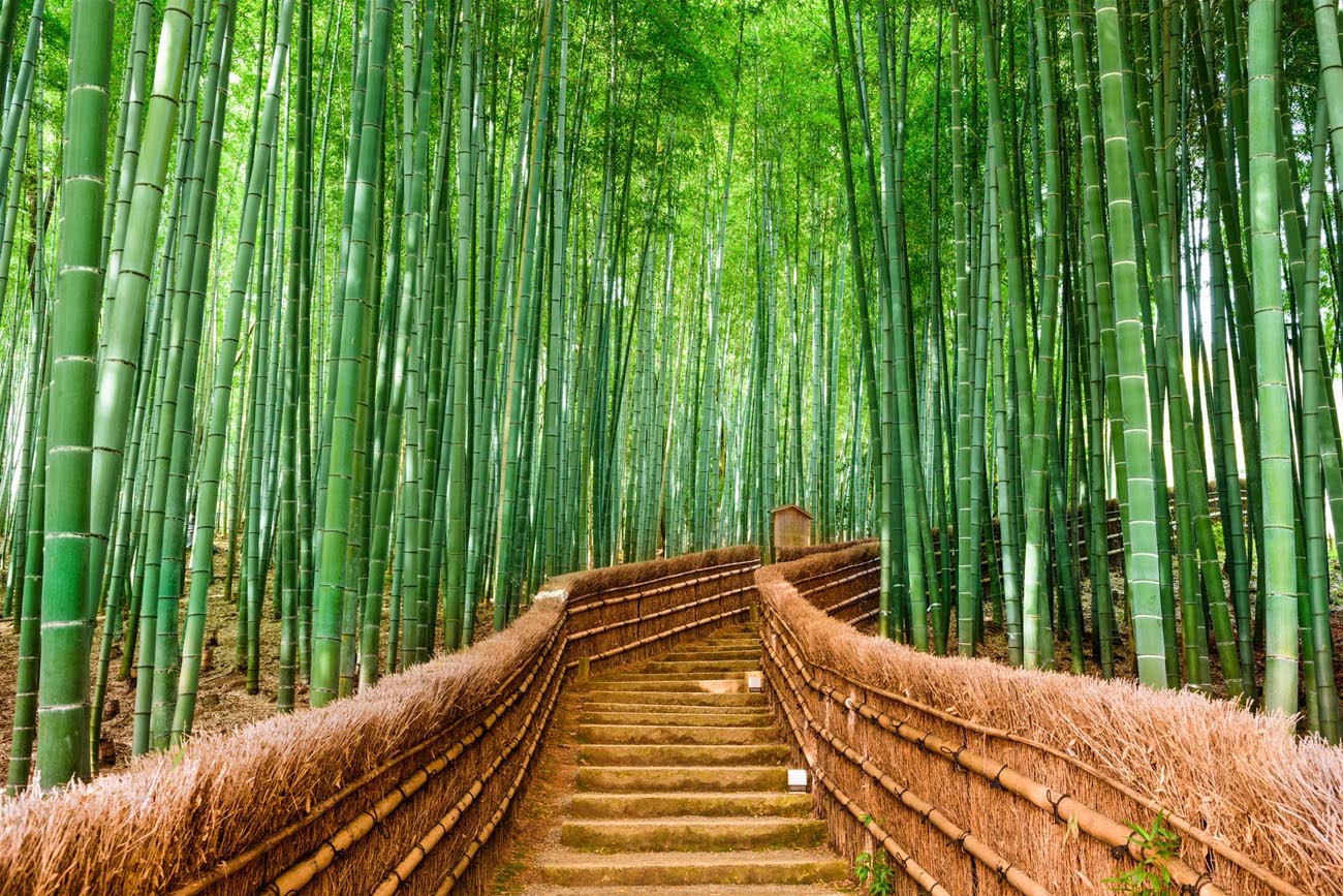 kyoto--japan-at-the-bamboo-forest-1