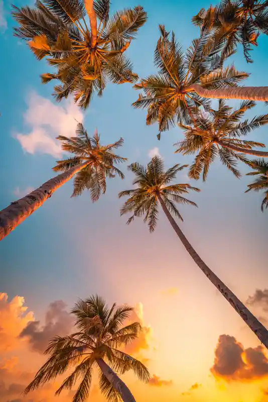 romantic-vibes-of-tropical-palm-tree-with-sun-light-on